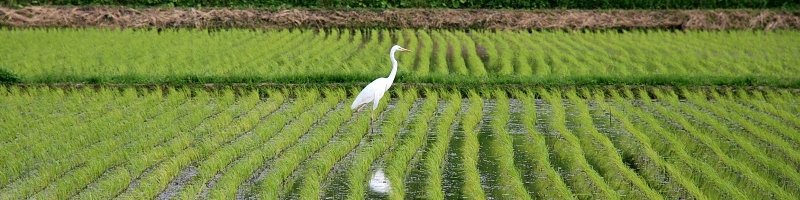 小畦川